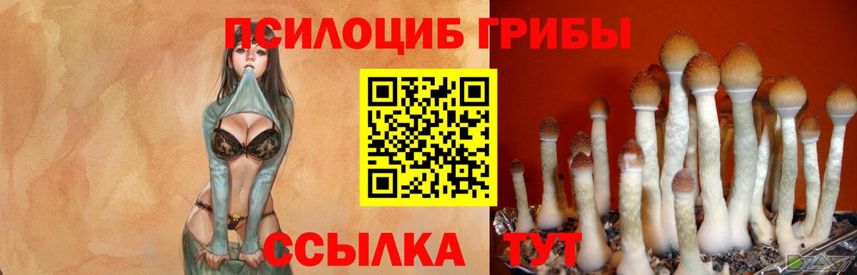 Ростов Великий  Галлюциногенные грибы Psilocybe  Вход с VPN  сколько стоит  Псилоцибиновые грибы Magic Shrooms 